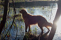 The ice is gone, the frogs are out, and the earthy smell of damp leaves is in the air.  It is time for a walk in the wetland.